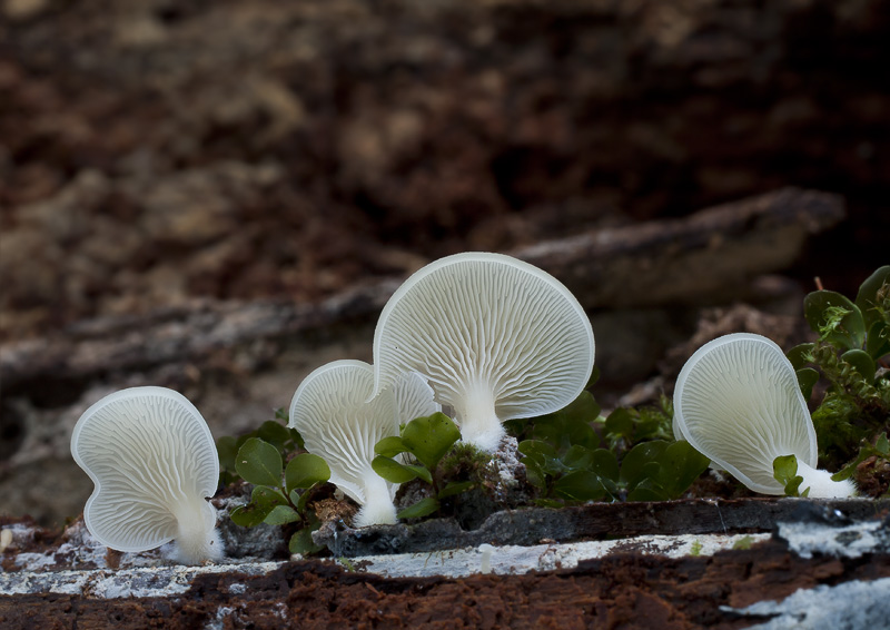 Crepidotus applanatus